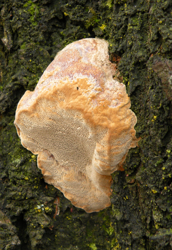 Phellinus? (Phellinus pomaceus)